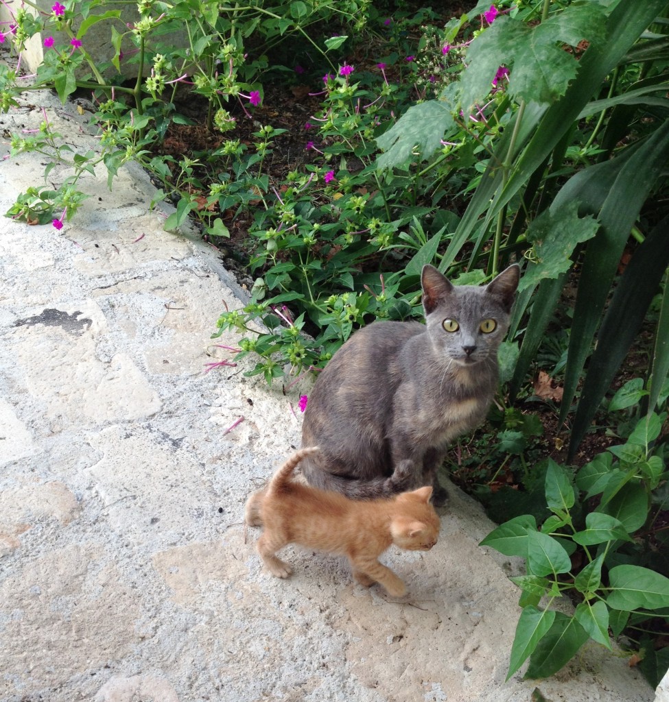 puglia-cats