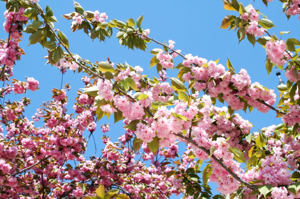 korsbarsblomning-japan-travelgrip