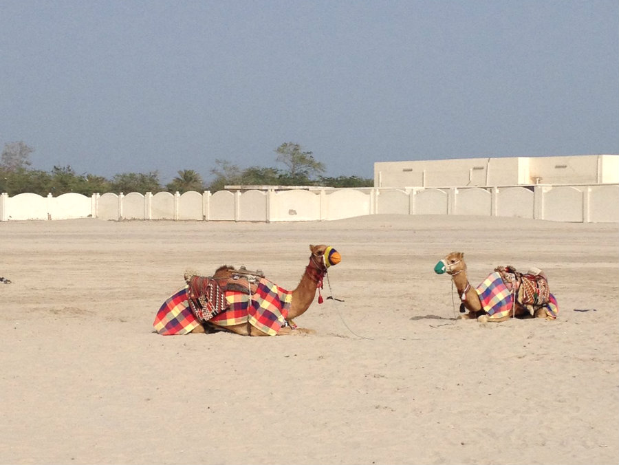 Qatar-desert-camels-TravelGrip-2