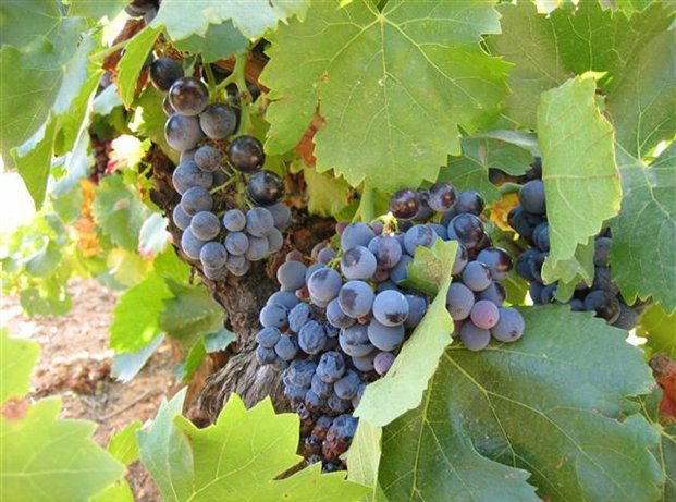 vindruvor-vinrankor-provence-frankrike-travelgrip