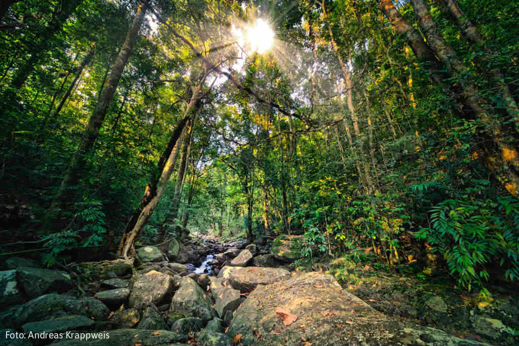SriLanka-tropiska-djungel-TravelGrip