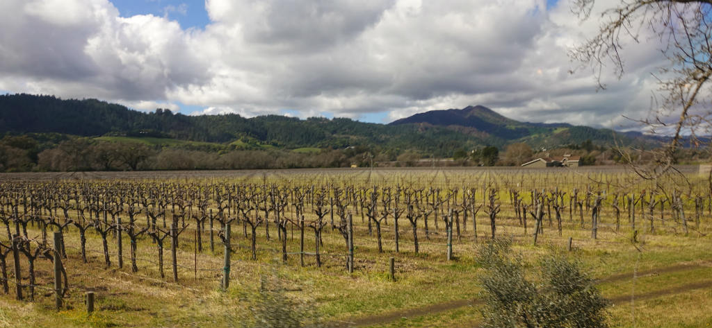 vingårdar i Kalifornien