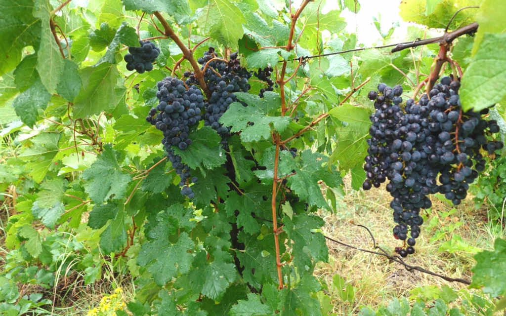 REn resa i vinregionen Languedoc i Frankrike bjuder på vinfält