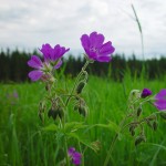 Midsommarblomster i Sverige
