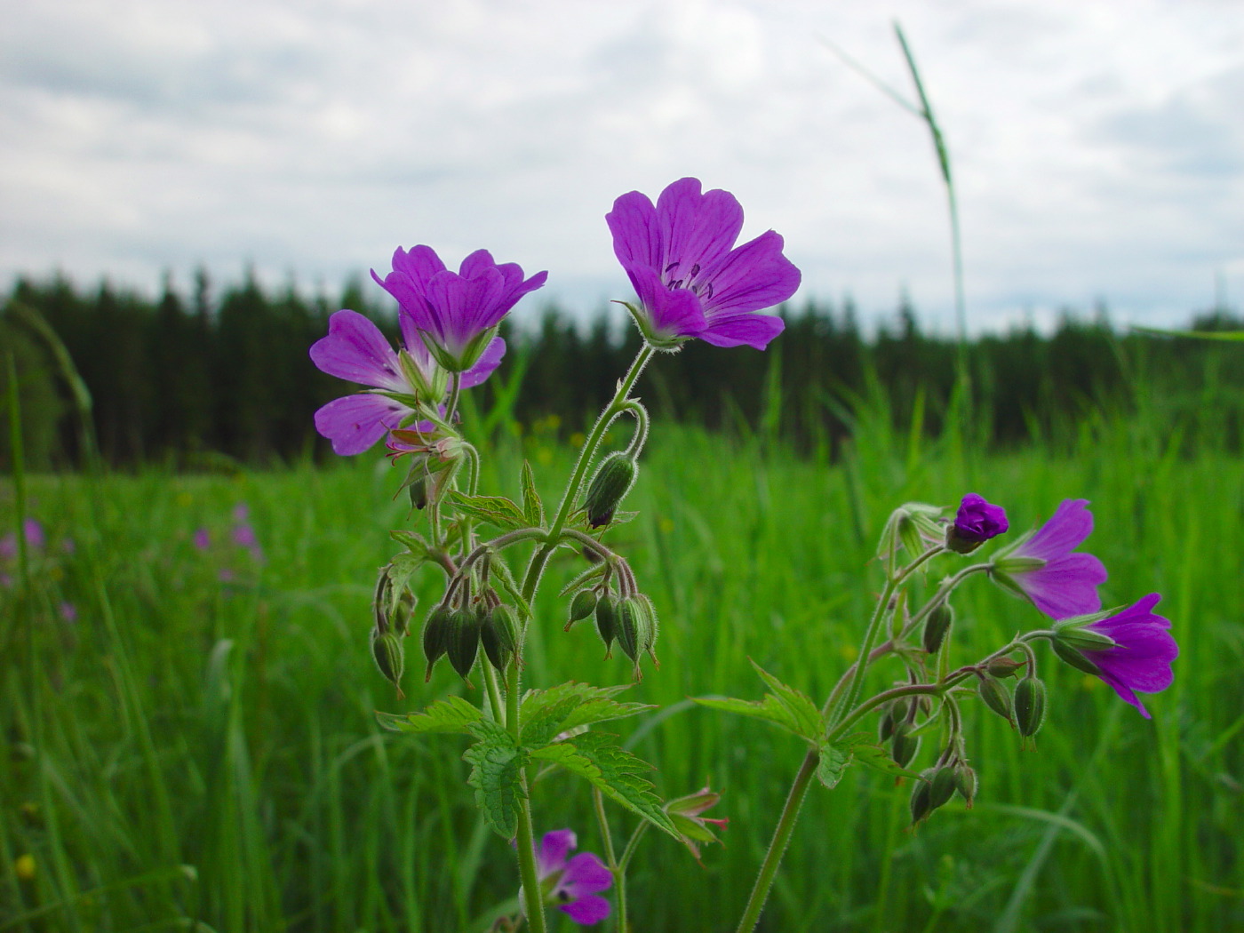 Midsommarblomster i Sverige
