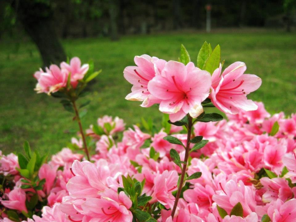 blomning-Ninomaru-Garden-kyoto-travelgrip
