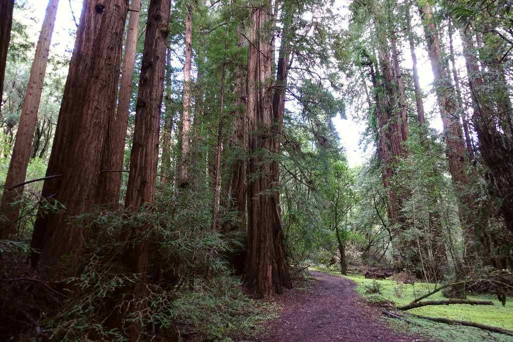 redwoodskog