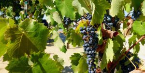 wine country temecula kalifornien